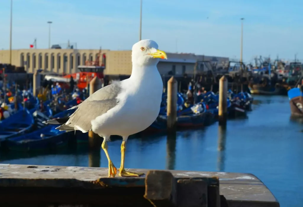 Essaouira_maroc_voyage_dynamique